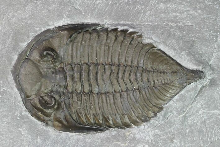 Dalmanites Trilobite Fossil - New York #101555